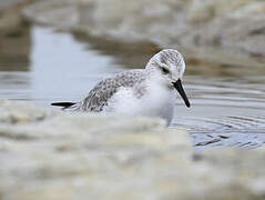 Sanderling