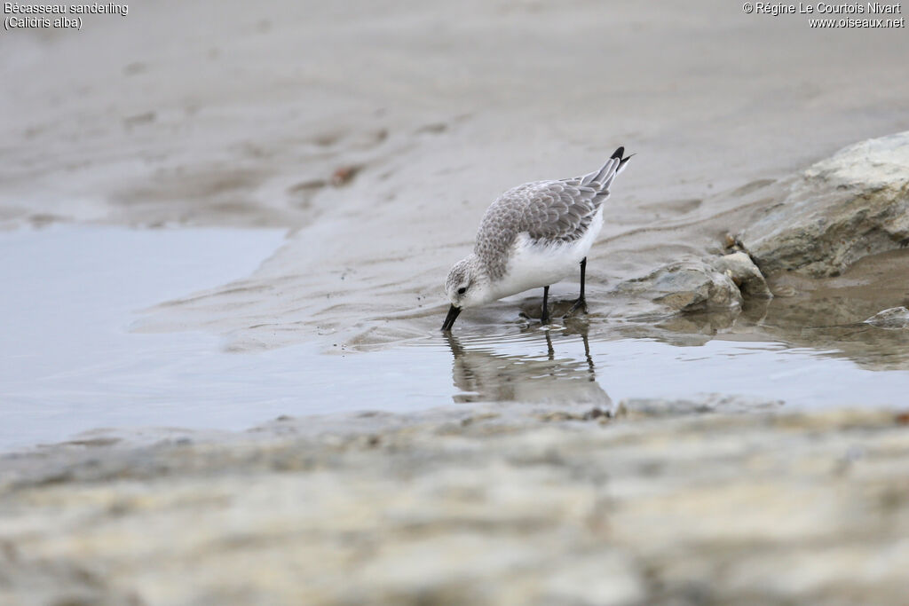 Sanderling