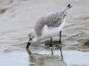 Bécasseau sanderling