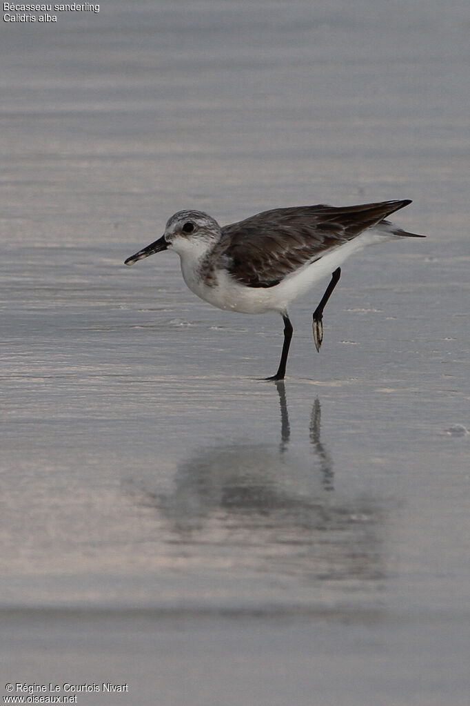 Bécasseau sanderling