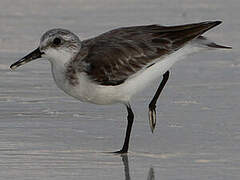 Bécasseau sanderling