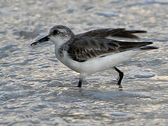 Sanderling