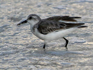 Bécasseau sanderling