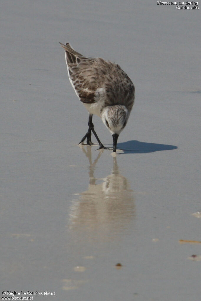 Sanderling