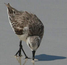 Bécasseau sanderling