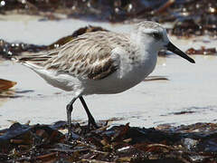 Bécasseau sanderling