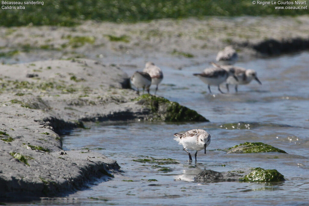 Sanderling