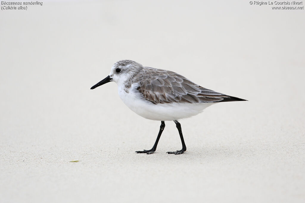 Bécasseau sanderling