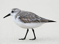 Bécasseau sanderling