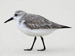 Bécasseau sanderling