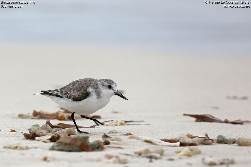 Bécasseau sanderling