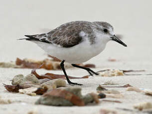 Bécasseau sanderling