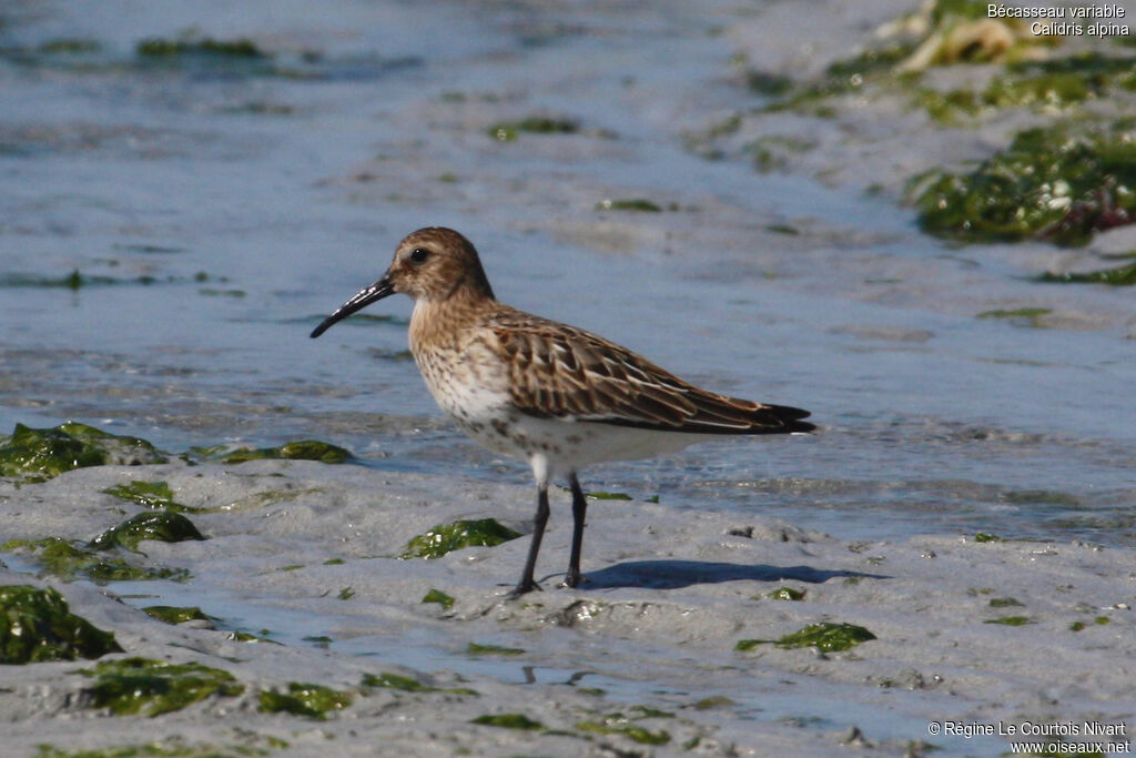 Dunlin