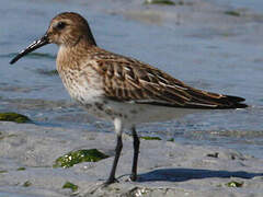 Dunlin