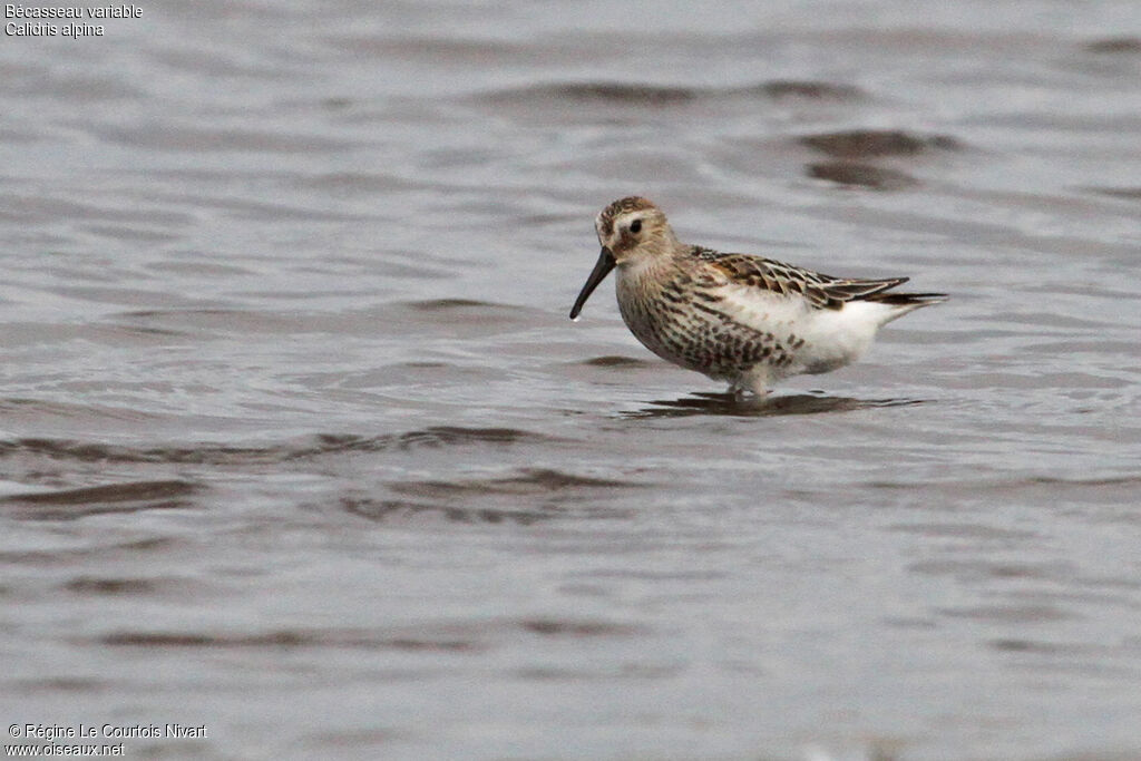 Dunlin