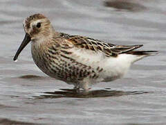 Dunlin