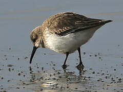 Dunlin