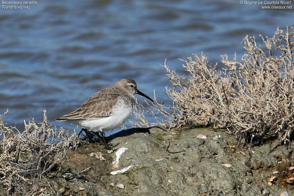 Bécasseau variable