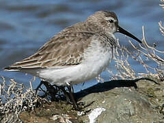 Dunlin