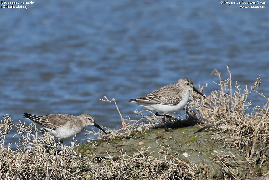 Bécasseau variable