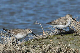 Dunlin