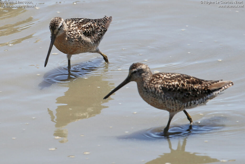 Short-billed Dowitcher