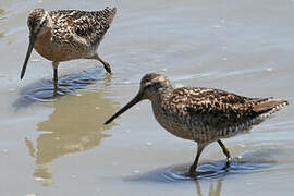 Short-billed Dowitcher