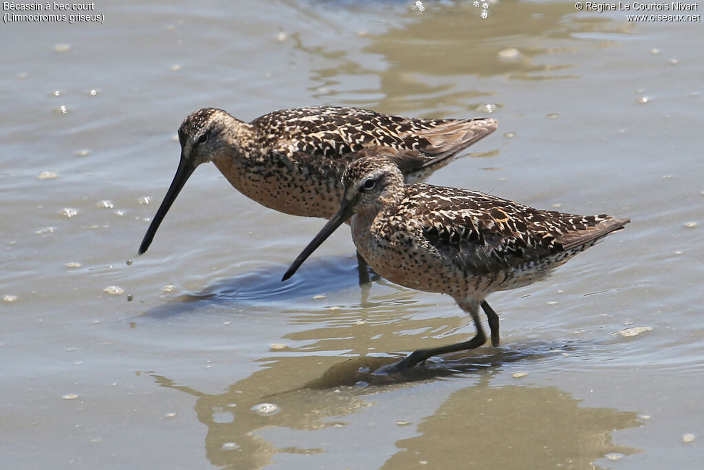 Short-billed Dowitcher