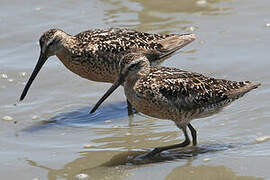 Short-billed Dowitcher