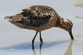 Short-billed Dowitcher