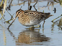 Common Snipe