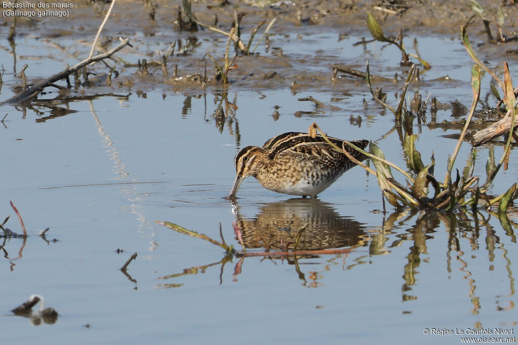 Common Snipe