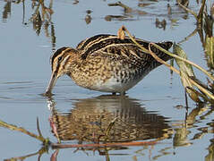 Common Snipe