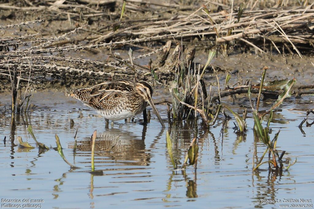 Common Snipe