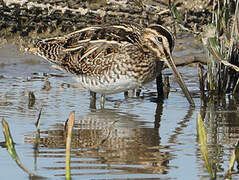 Common Snipe