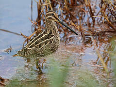 Common Snipe