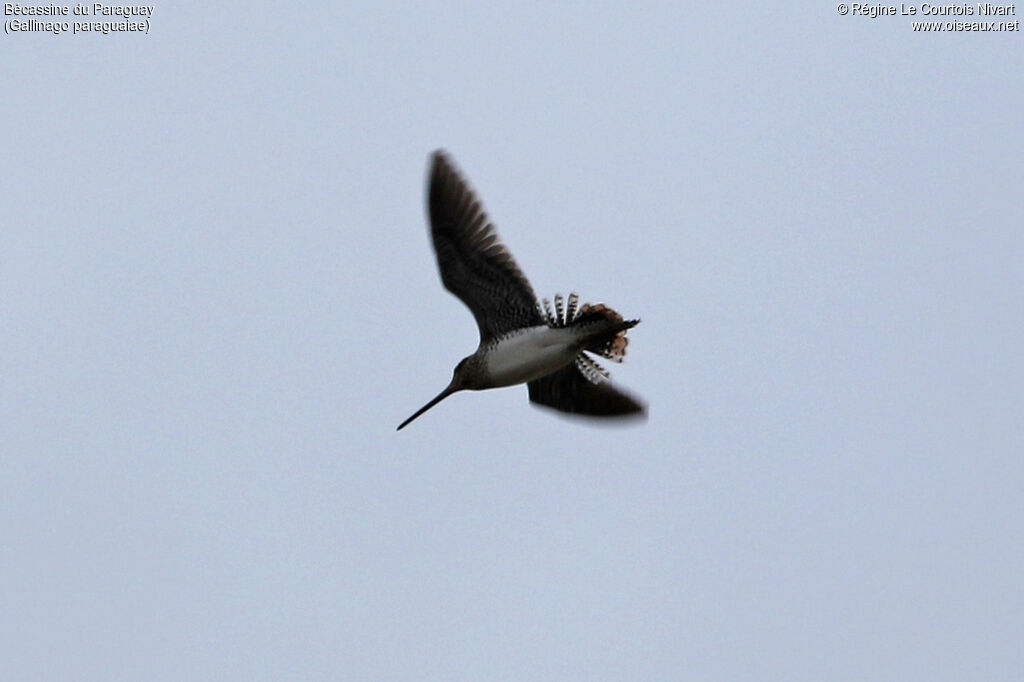 Pantanal Snipe, Flight