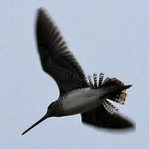 Bécassine du Paraguay