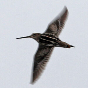 Bécassine du Paraguay