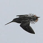 Bécassine du Paraguay