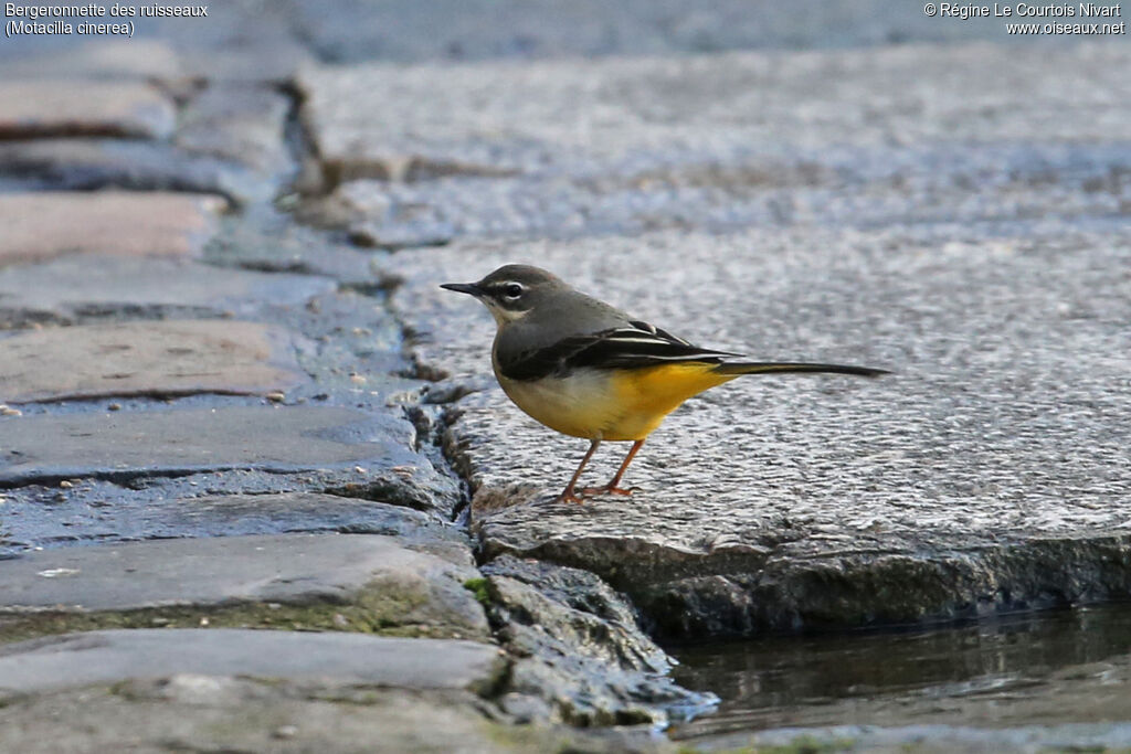 Bergeronnette des ruisseaux