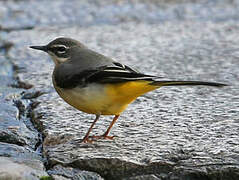 Grey Wagtail