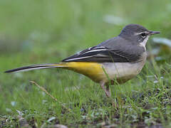 Grey Wagtail