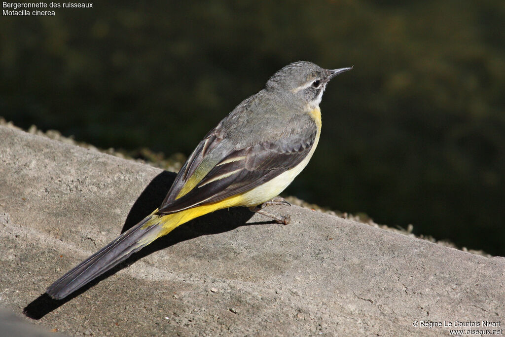 Bergeronnette des ruisseauxadulte, identification