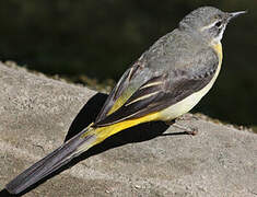 Grey Wagtail