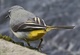 Grey Wagtail