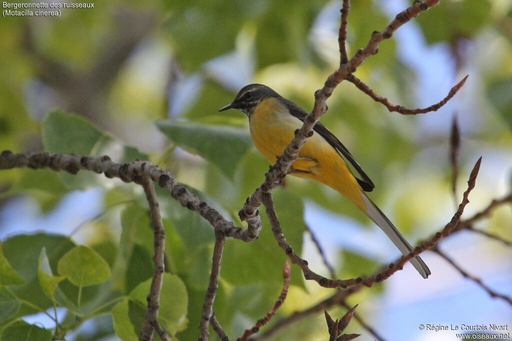 Grey Wagtail male