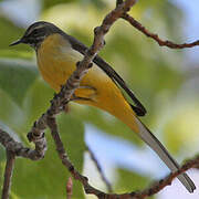 Grey Wagtail