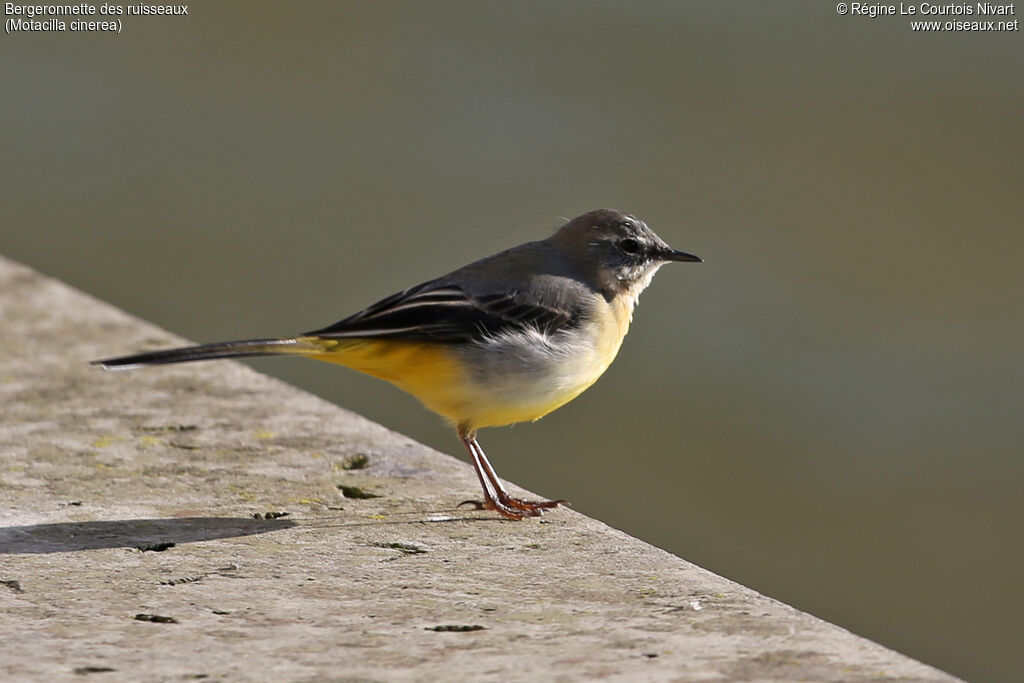 Grey Wagtail