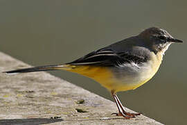 Grey Wagtail